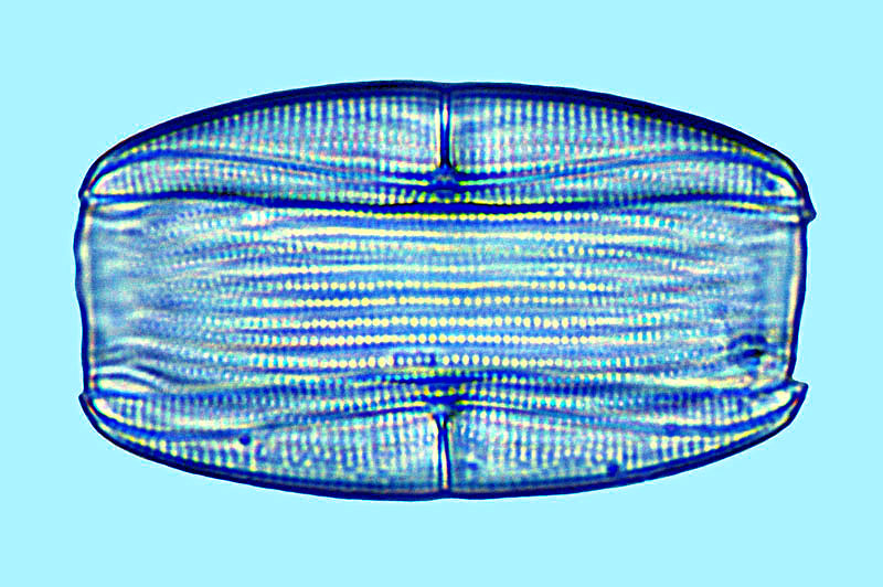 Amphora Amphora ostrearia